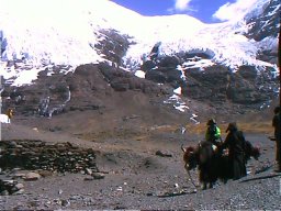 Tibetan yak herders