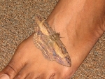 moth1907072146.jpg