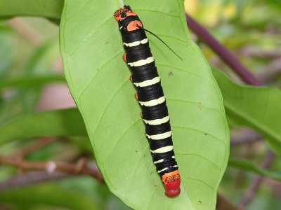 caterpillar.jpg