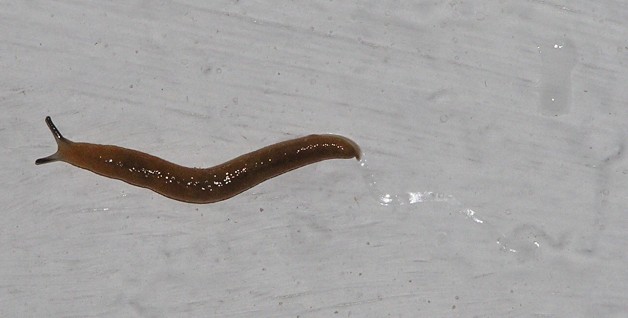 slug250804.jpg