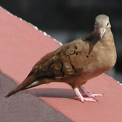 dove1.jpg