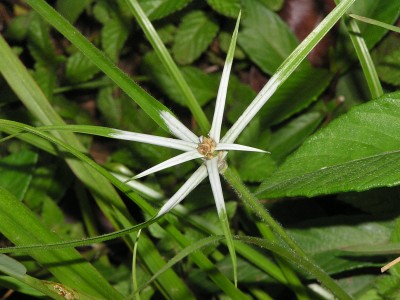 stargrass.jpg