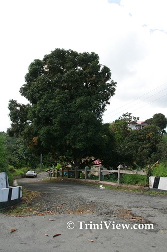tob0601088299.jpg