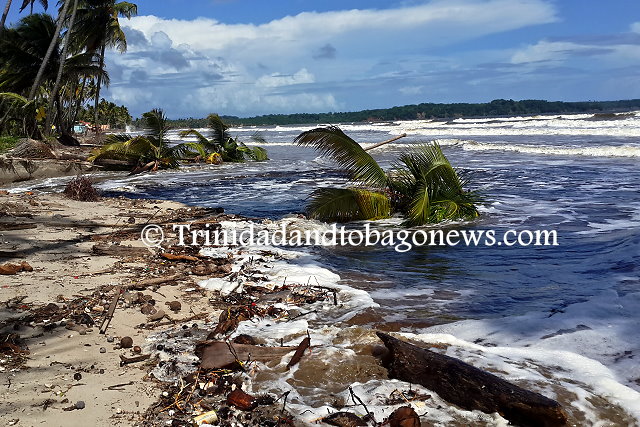 Coconut tree forests which are an important natural defence to coastal erosion have been rapidly declining on the Manzanilla stretch. Seen here are dead coconut trees.