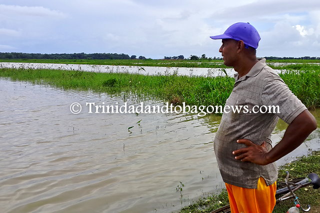 Farmer looks on at the destruction of this agricultural plot due to heavy rains at the Plum Mitan Agricultural Scheme. He estimates 2-3 feet of water covered the area.