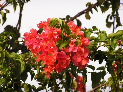 bougainvillea.jpg