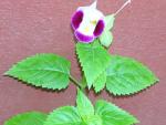 wflower1.jpg