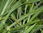 bladegrass.jpg